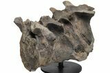 Hadrosaur (Hypacrosaur) Sacrum with Metal Stand - Montana #211085-1